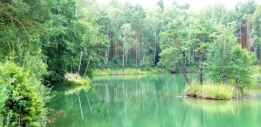 Ożarowskie „morskie oko” - perełka wśród lasów Nadleśnictwa Wieluń